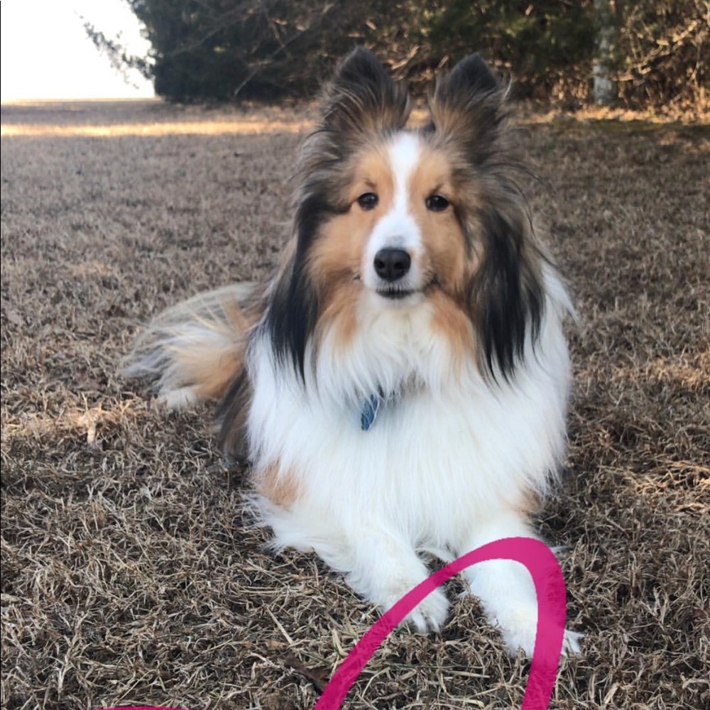 Meet your Posher, Gracie